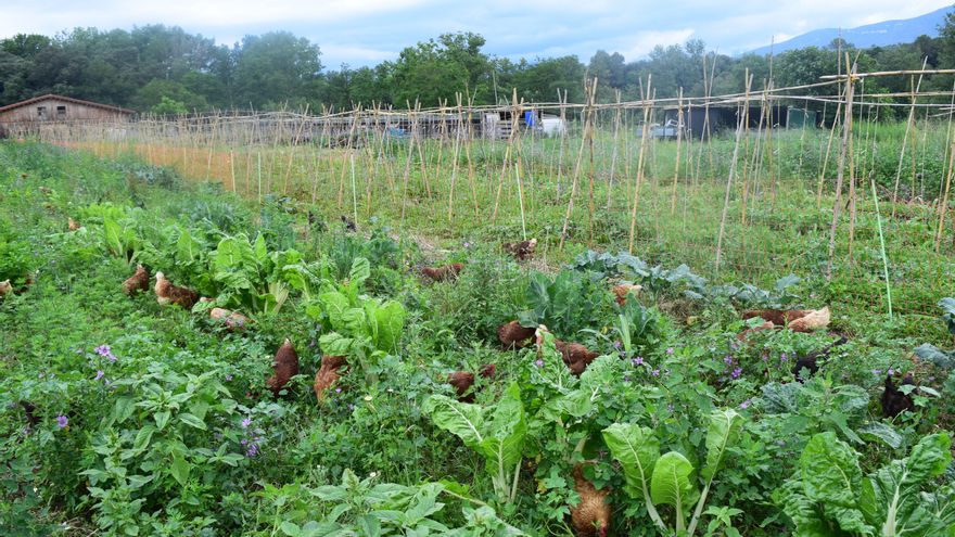 Imagen de la finca del Proyecto Life Polyfarming, en La Garrotxa. 