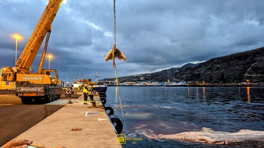 El cuerpo del cachalote,  cuando era sacado con una grúa en el Puerto de Santa Cruz de La Palma, se partió por la cola.