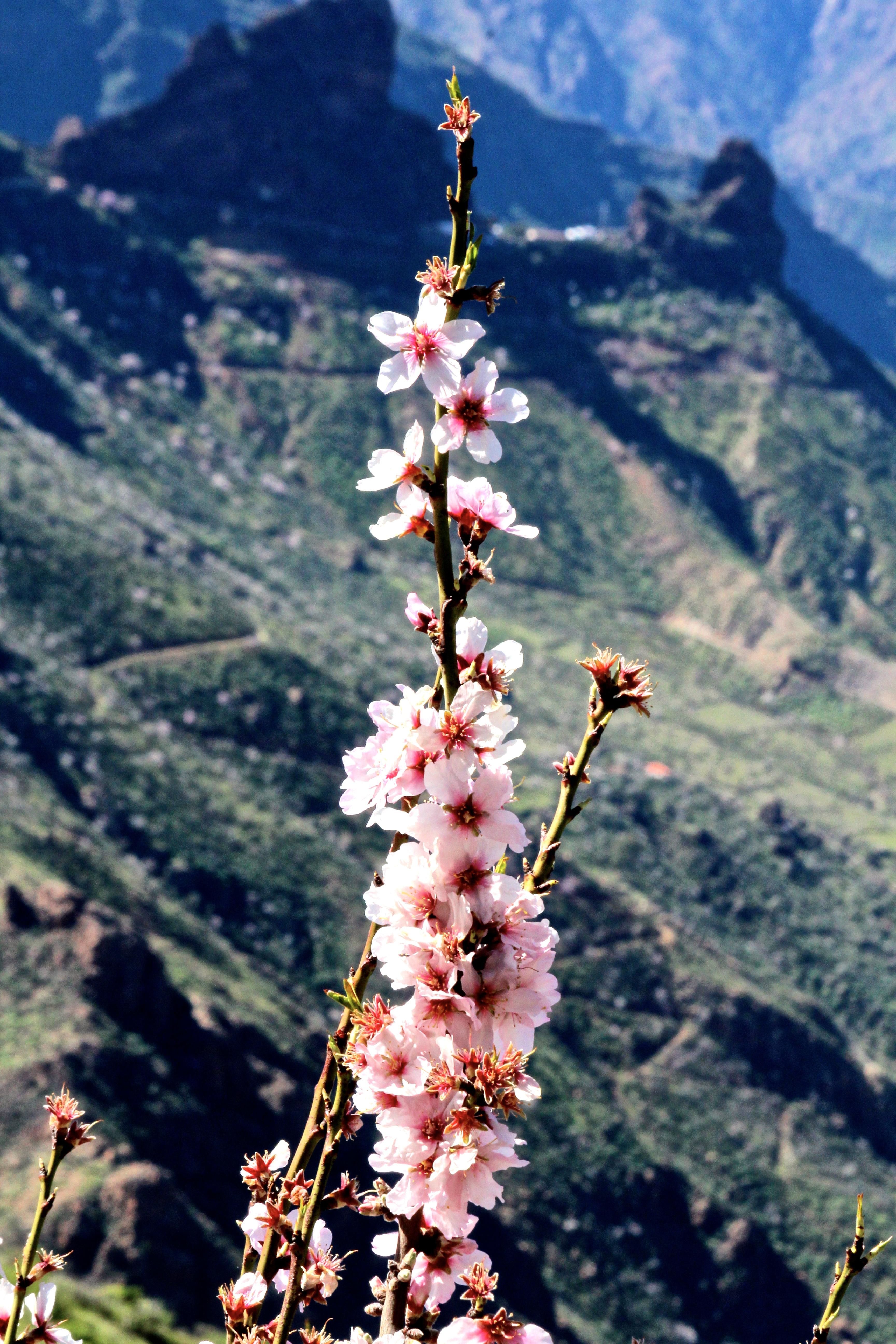 Almendro en Flor en Gran Canaria. Foto: Cirenia Vico