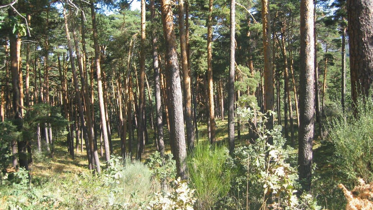 Más tiempo para crecer no significa más madera: el Moncayo, escenario de un estudio global sobre el cambio climático