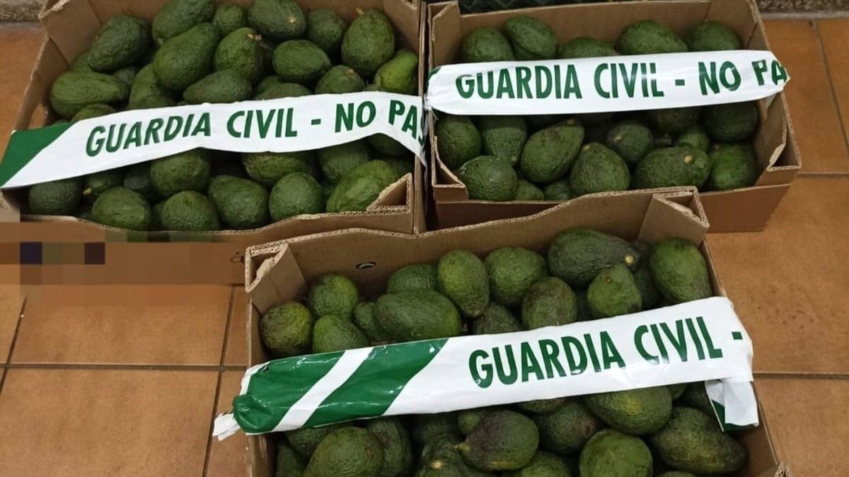 La Guardia Civil investiga el robo de 3.500 kilos de aguacates en Tenerife