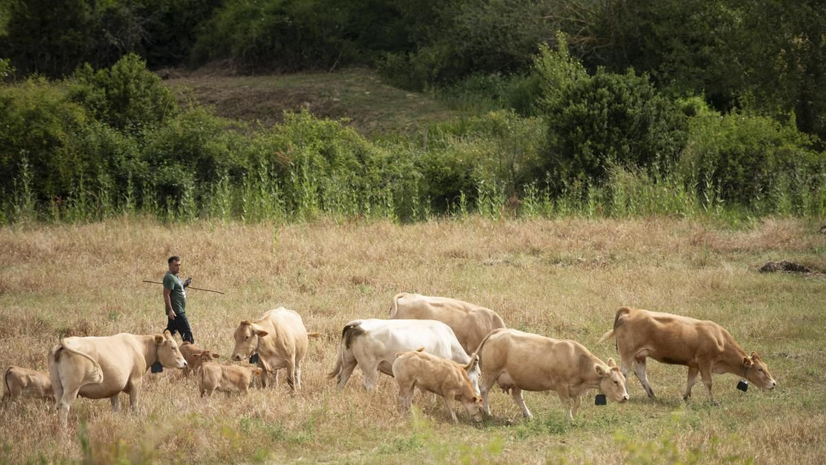Navarra destinará 5 millones de euros a ayudas a agricultores por los estragos de la sequía