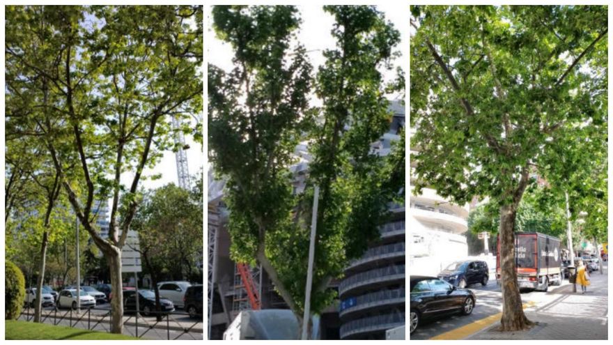 Almeida talará otros 73 árboles para construir los parkings que el Real Madrid pidió junto al Bernabéu