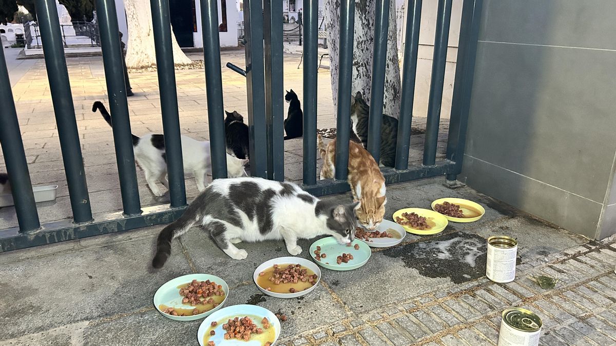 Los gatos acuden a la llamada de sus cuidadores para alimentarse.