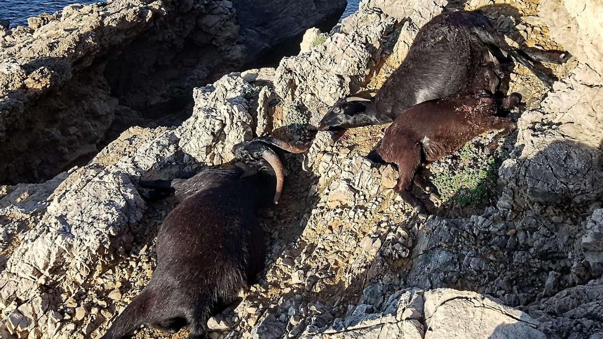 Las cabras silvestres fueron abatidas tras numerosas quejas de vecinos y turistas porque se colaban en jardines y parques en busca de alimento y agua.