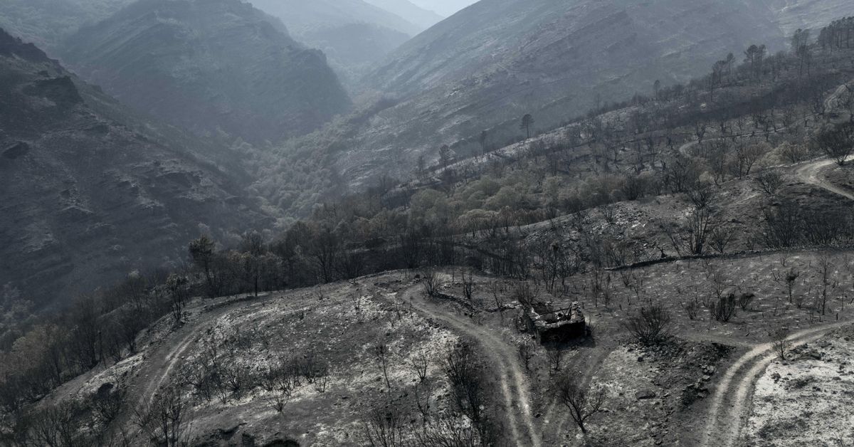El pastoreo y los montes limpios no son la solución a los incendios forestales