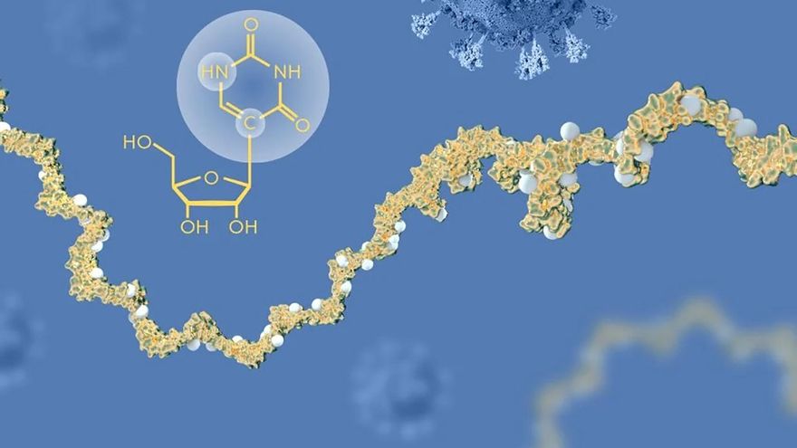 Cómo es el descubrimiento del microARN que hicieron los ganadores del Nobel de Medicina