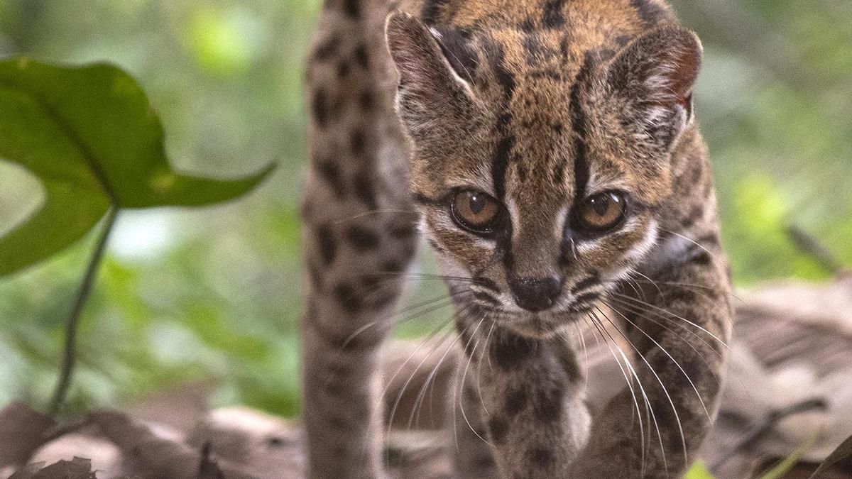 Un equipo de científicos encuentra en Bolivia el tilcayo, la primera especie de felino descubierta en más de 100 años
