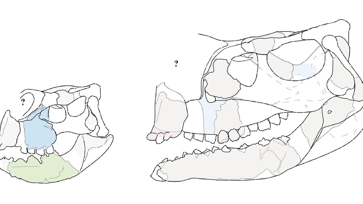 Hallan en Burgos el dinosaurio ornitópodo más pequeño del mundo, de hace 125 millones de años