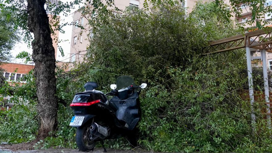 Árbol de grandes dimensiones caído en el barrio de los Remedios, a 19 de octubre de 2023 en Sevilla. La borrasca Aline se ceba con varios árboles se han visto afectados en la capital por los fuertes vientos producidos por la borrasca.
