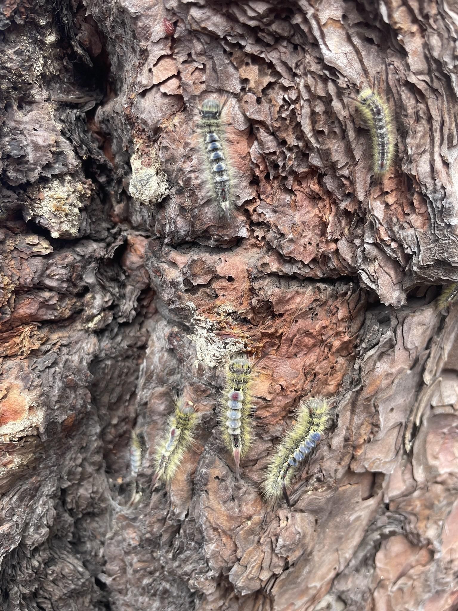Imagen de cinco  'lagartas' en el tronco de pino en el municipio de Fuencaliente.