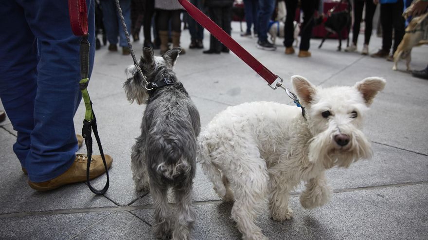 El Gobierno aprueba la ampliación de las penas por maltratar a un animal hasta matarlo a los dos años de cárcel