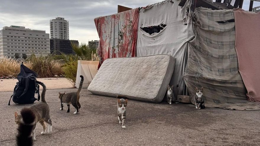 La macrocolonia felina de la Fórmula 1 en València: más de 200 gatos en el antiguo circuito urbano