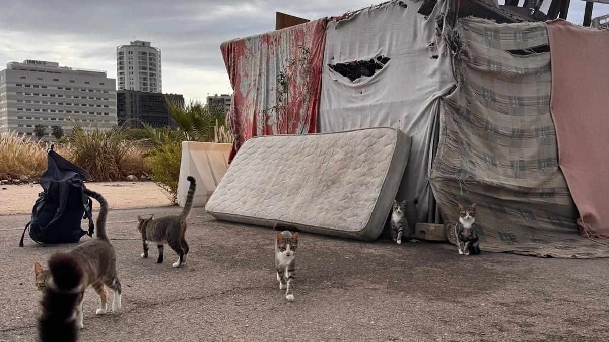 La macrocolonia felina de la Fórmula 1 en València: más de 200 gatos abandonados en el antiguo circuito urbano