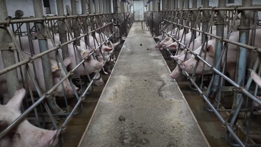 La promotora de la macrogranja avícola vetada en Mallorca burla la prohibición proyectando otra explotación para cerdos