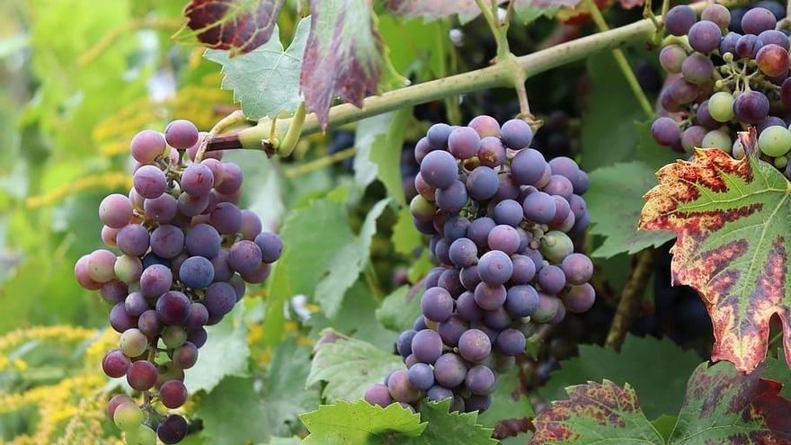 El vino vasco busca nuevos mercados para reponerse del impacto de los aranceles de Trump y de una vendimia que será corta