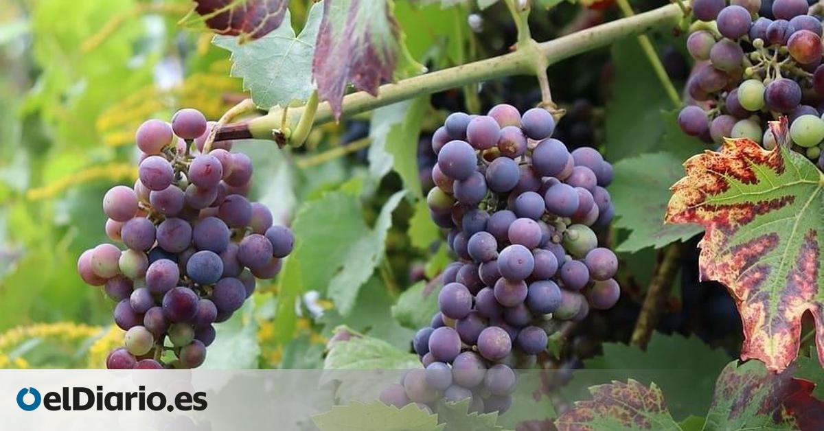 El vino vasco busca nuevos mercados para reponerse del impacto de los aranceles de Trump y de una vendimia que será corta