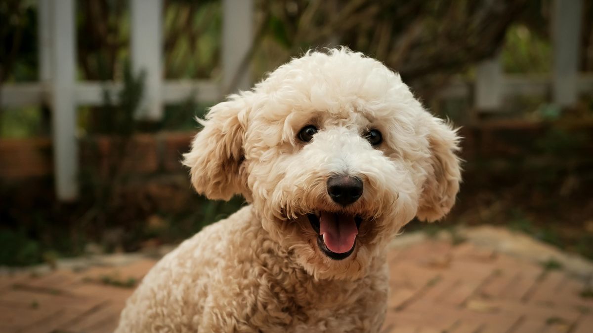 Ni mejor ni fáciles de manejar: un estudio cuestiona la creencia de que el comportamiento de los perros doodle sea mejor