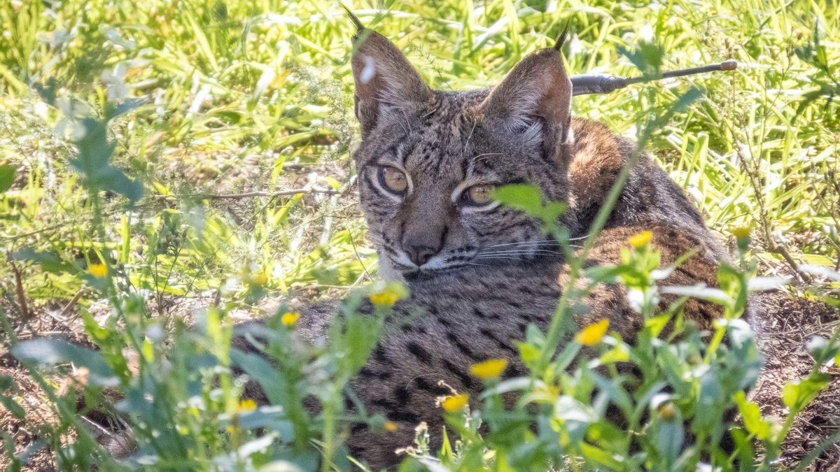 Winx, el primer lince macho que se ha reintroducido en Aragón, en Doñana