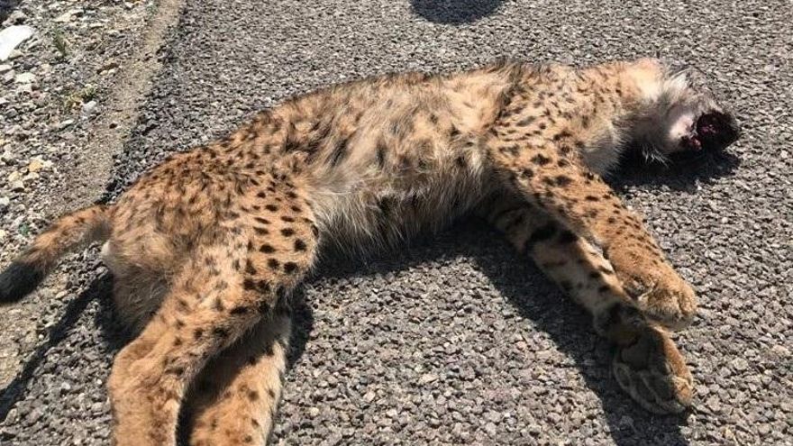 Lince atropellado en Almería