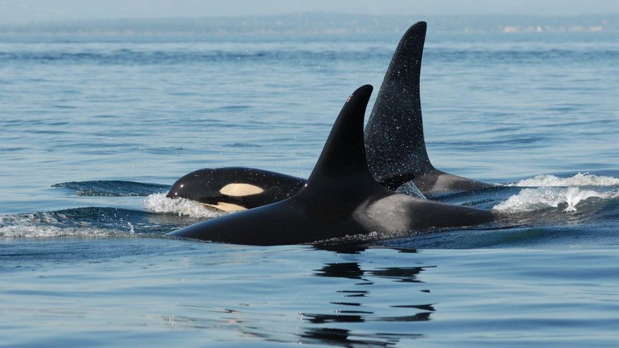 Las orcas posmenopáusicas protegen a sus hijos machos de los ataques de otras orcas