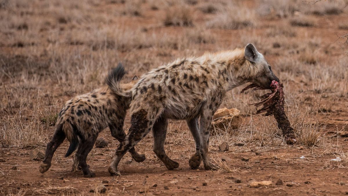 ¿Cómo se comportan estos carnívoros? Una investigación cambia la perspectiva sobre la rivalidad entre hienas y leones