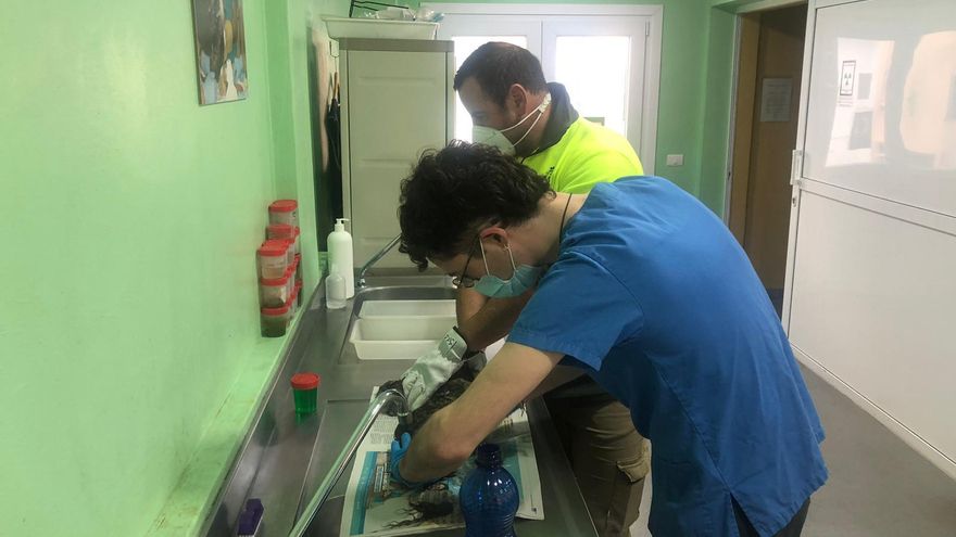 El Centro de La Tahonilla recuperó en 2021 a 26 especies ingresadas por pegamento en las alas.