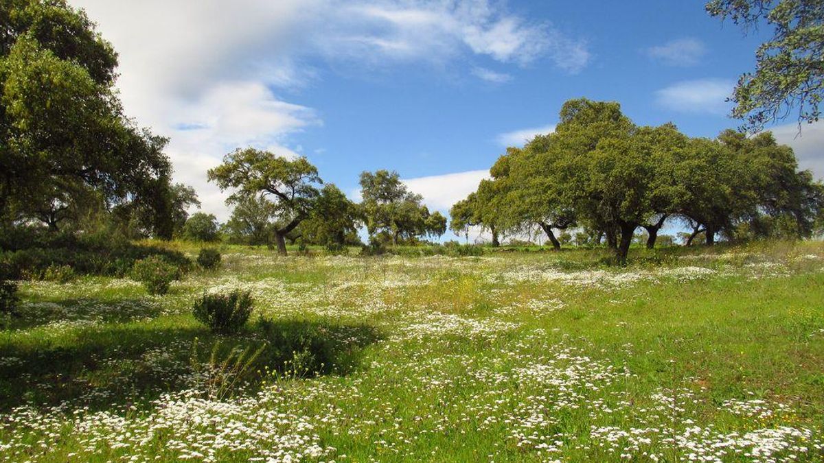 Ruta Mohíno-Algallarín