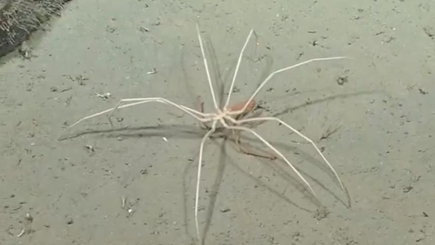 Lo que ocurre en el cañón de Mar del Plata está sorprendiendo al mundo