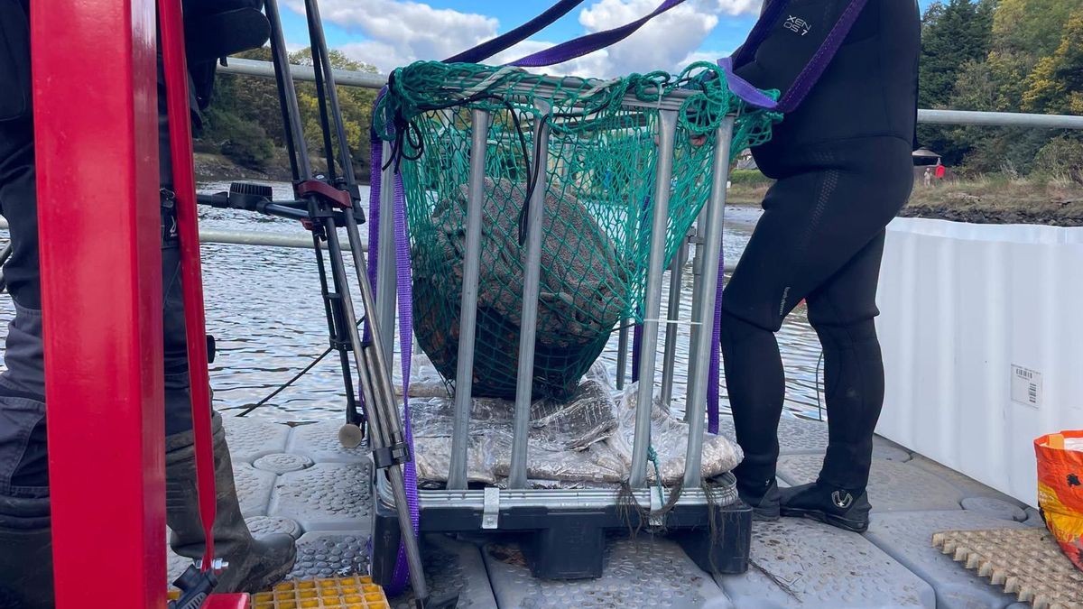 Rescatan un misterioso caldero oculto en el fondo de un río durante cientos de años