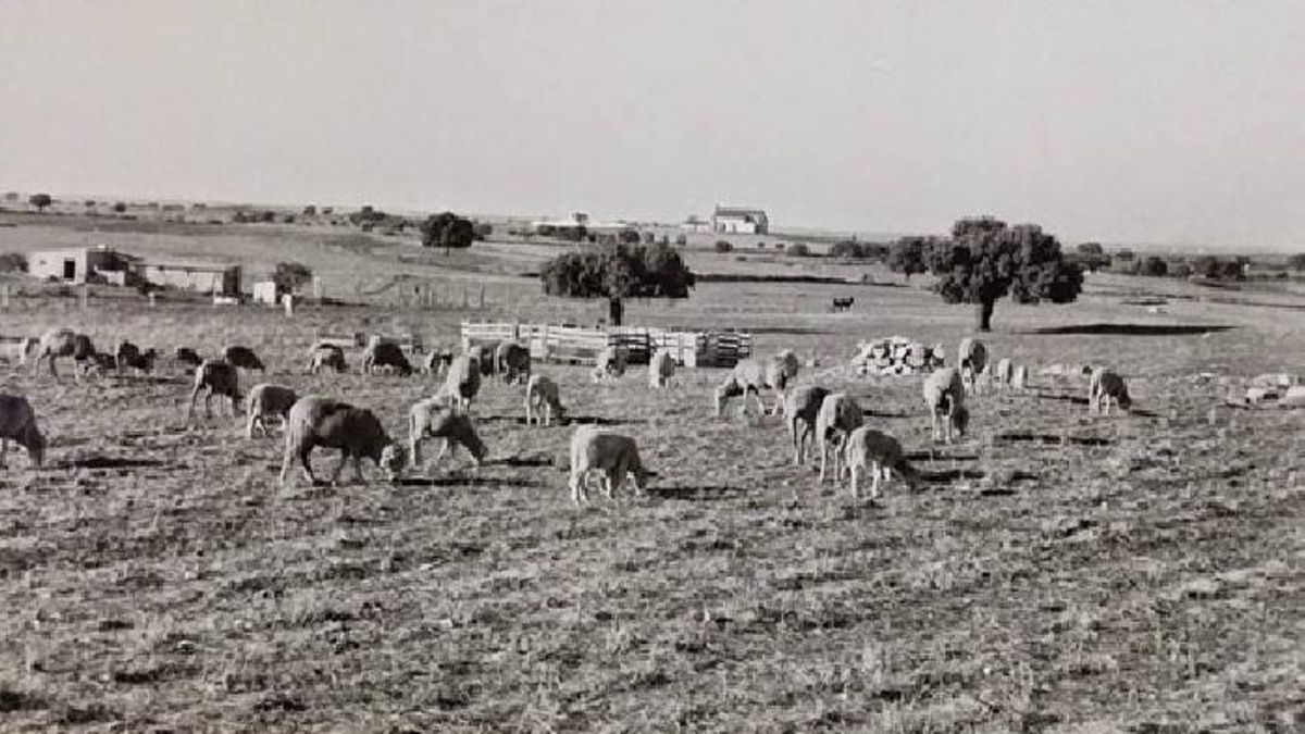 El campo no es un decorado. Una mirada técnica al valor del medio rural