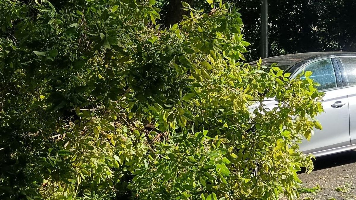 Árbol caído junto a un coche aparcado