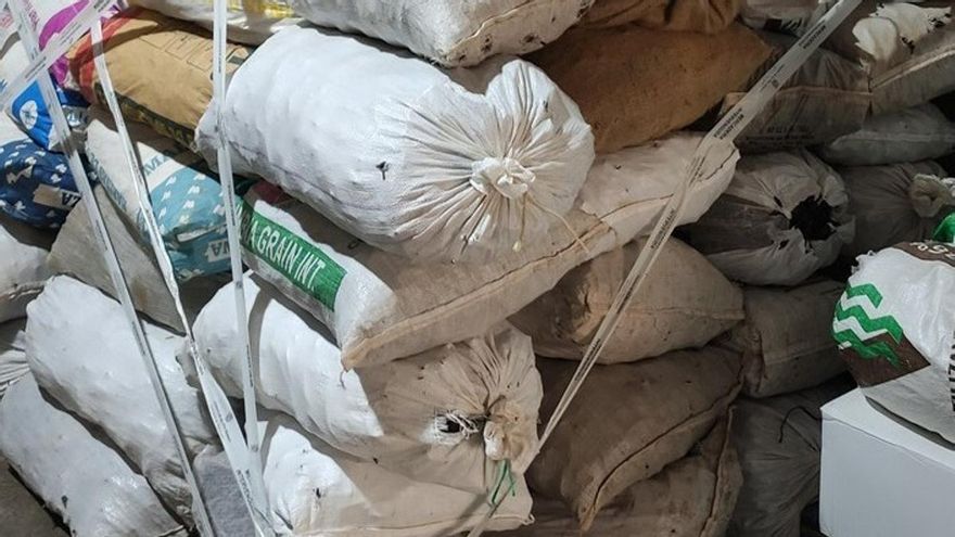 Algarrobas intervenidas en Mallorca por la Guardia Civil e inspectores del Govern