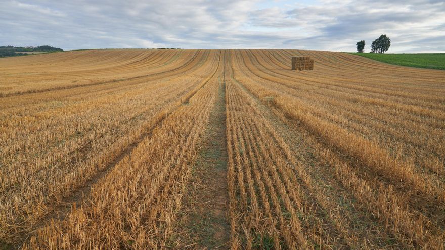 Reclaman medidas urgentes porque los cerealistas “están contra las cuerdas" por las importaciones masivas desde Ucrania