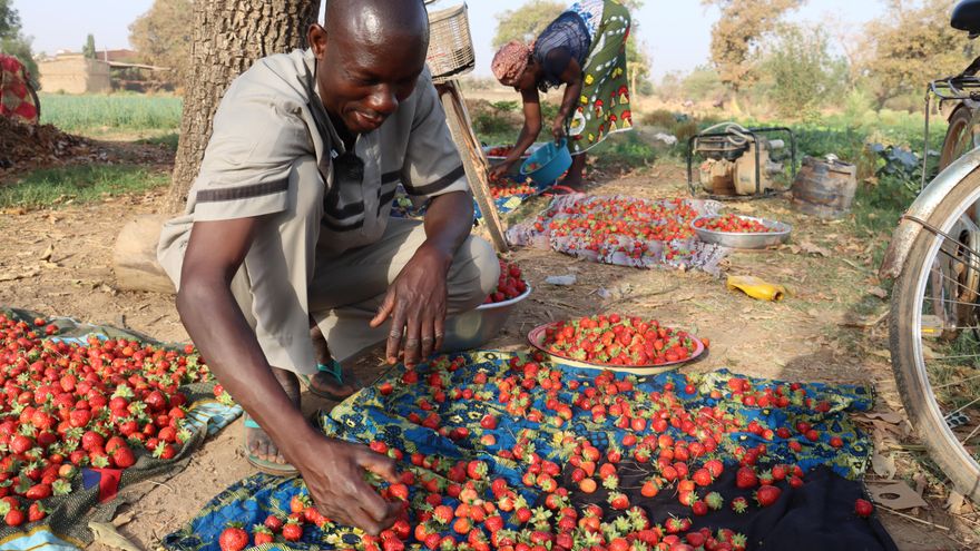 Las fresas, el "oro rojo" que da sustento a miles de familias en Burkina Faso