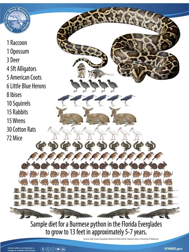 Las pitones crecen mucho y acaban con una gran cantidad de especies autóctonas