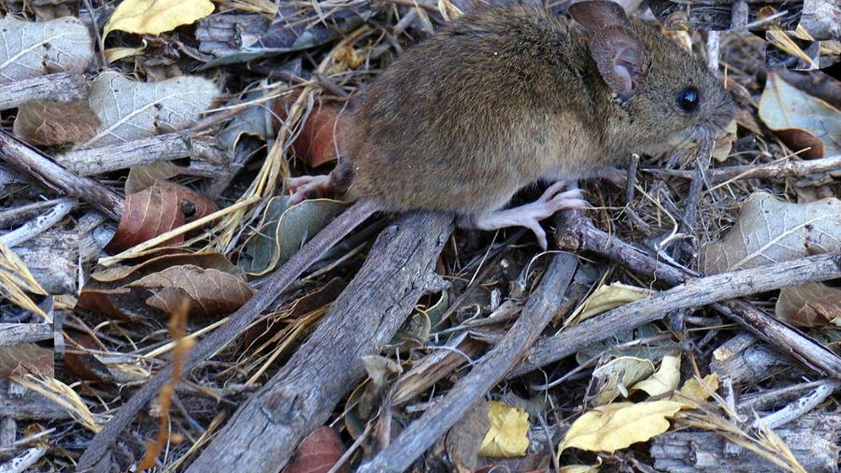 Cómo es el Colilargo, el ratón silvestre que transmite la cepa del hantavirus de los Andes