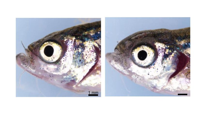 Investigadores de la UCLM descubren, a partir de un pez, la función de un gen clave en enfermedades genéticas oculares