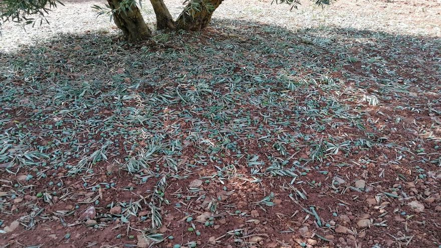 Daños en el olivar de Campo de Montiel