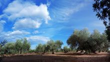 La plaga que ha obligado a arrancar miles de olivos en Italia llega a la península: detectado un brote en Alicante