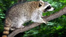 Los invasores mapaches se han multiplicado en Europa y están fuera de control