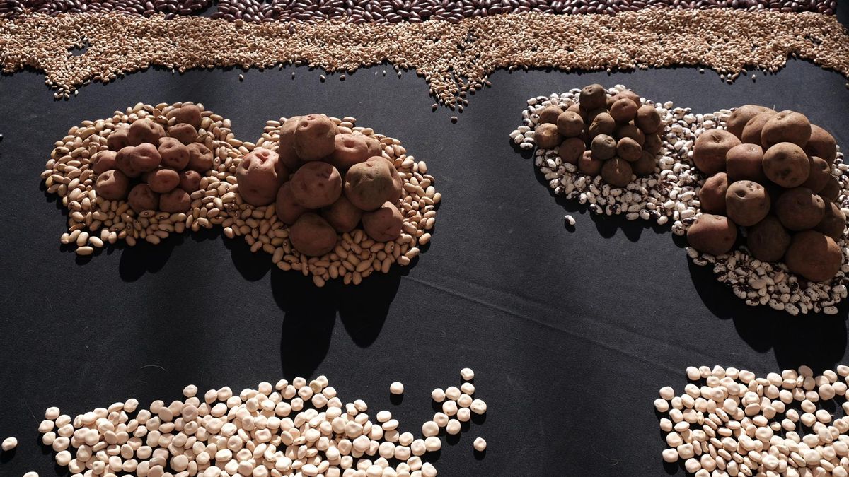 Los cultivos del aguacate, el plátano y la papa, los más afectados por la borrasca Therese en Canarias