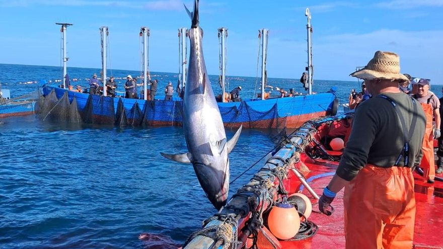 La primera 'levantá' de la almadraba de Conil captura 129 ejemplares de atunes rojos salvajes