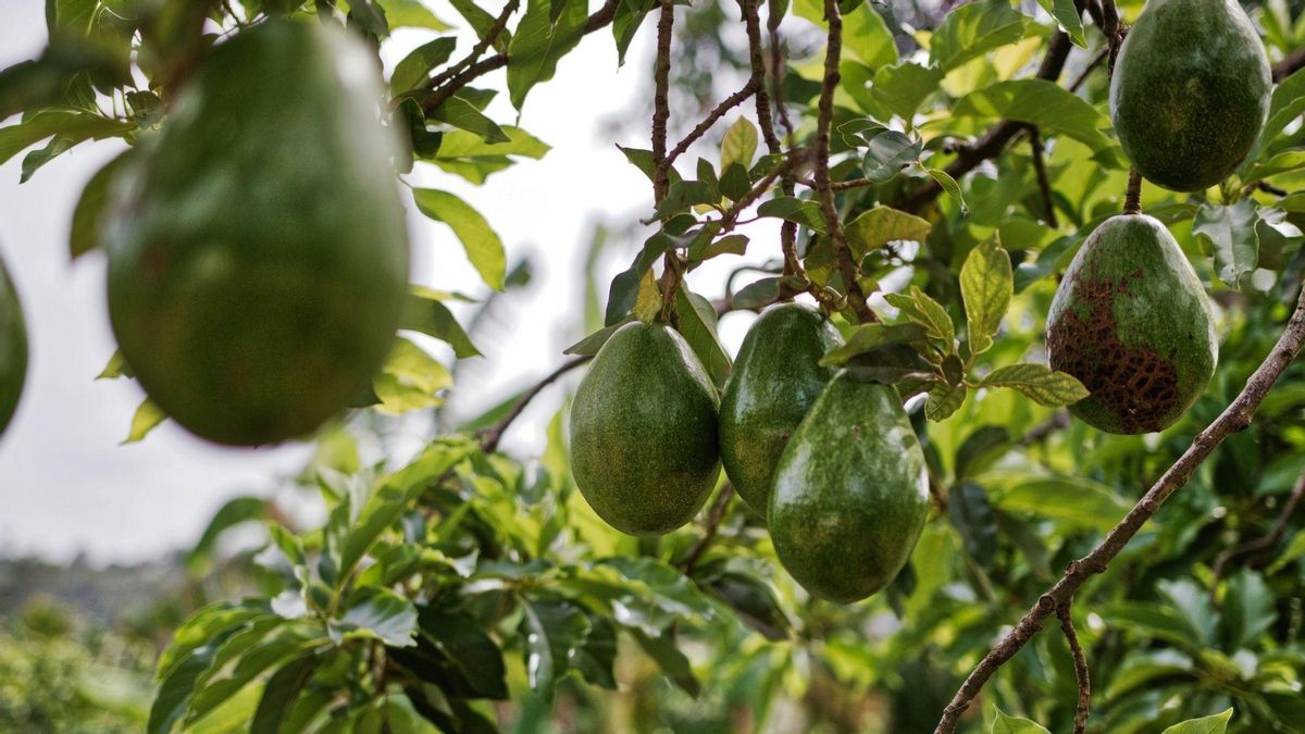 El cambio climático amenaza cultivos como el aguacate, el plátano y la vid en Canarias