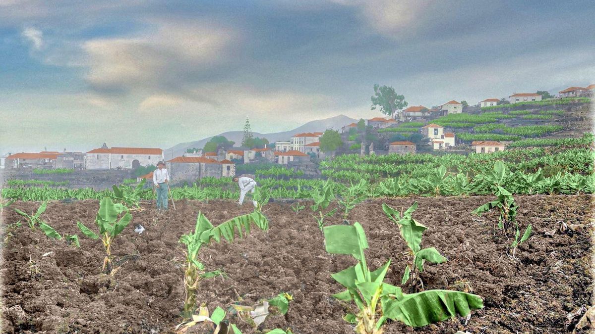 El despegue del plátano canario: de la eclosión agrícola a la amenaza del mercado jamaicano (1890-1926)