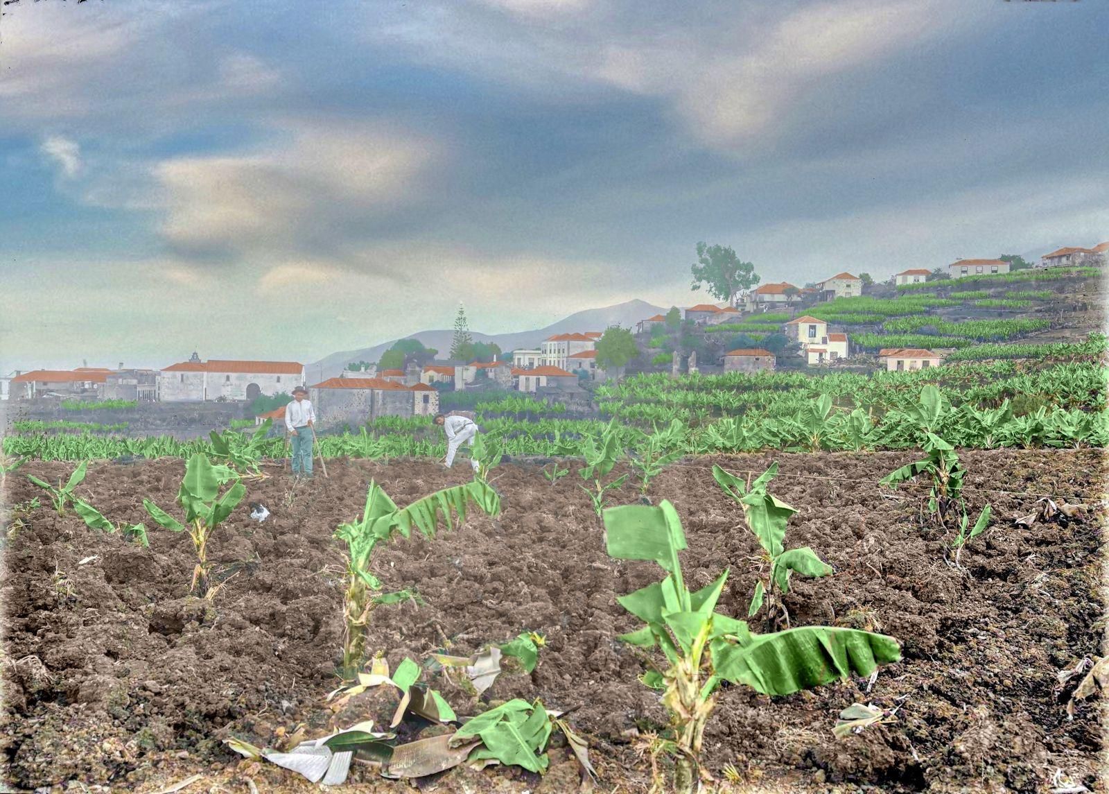 Plantando plátanos en Los Sauces. 1900. AGP. Restaurada y coloreada por Abraham Tomás Díaz Abreu. 