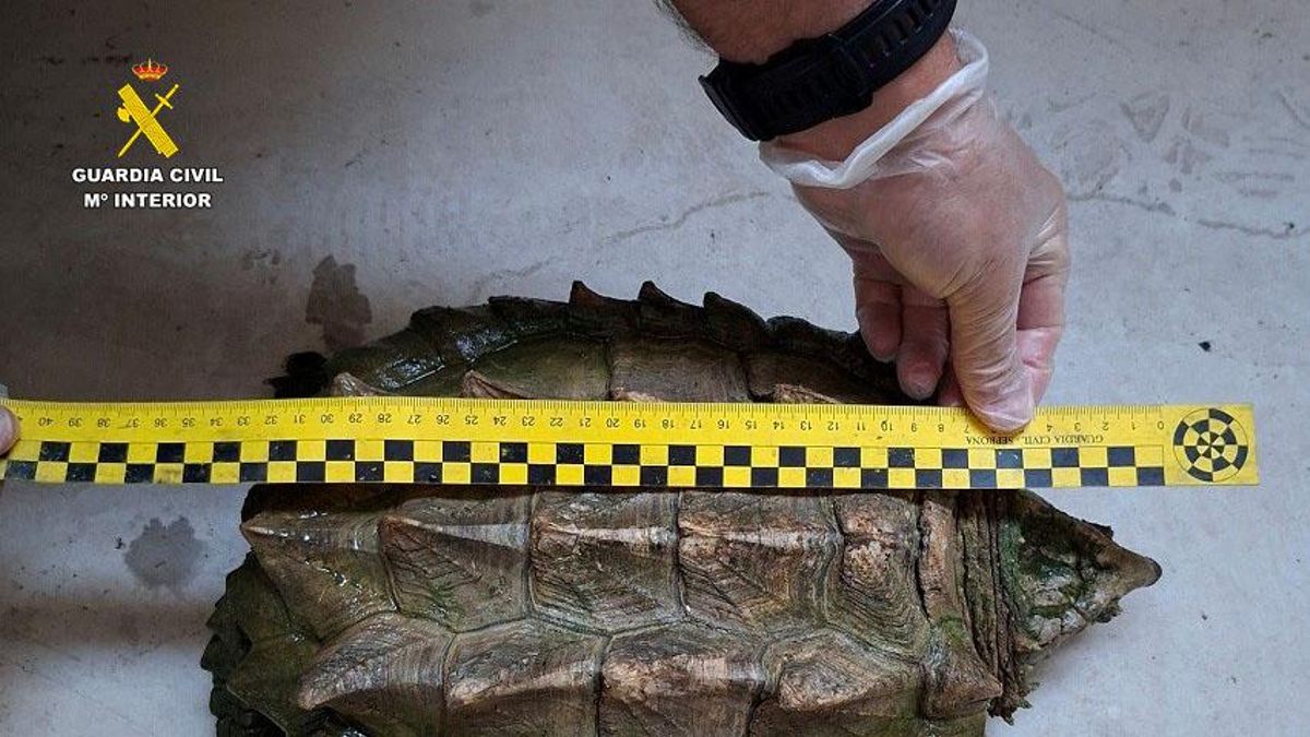 Una tortuga caimán en un patio interior de Almansa: investigan a una mujer por posesión ilegal de esta especie exótica