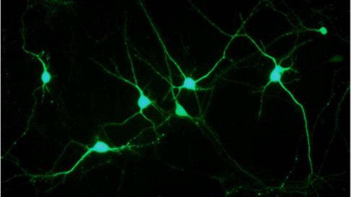 Un estudio descifra cómo las neuronas estabilizan la memoria durante el aprendizaje