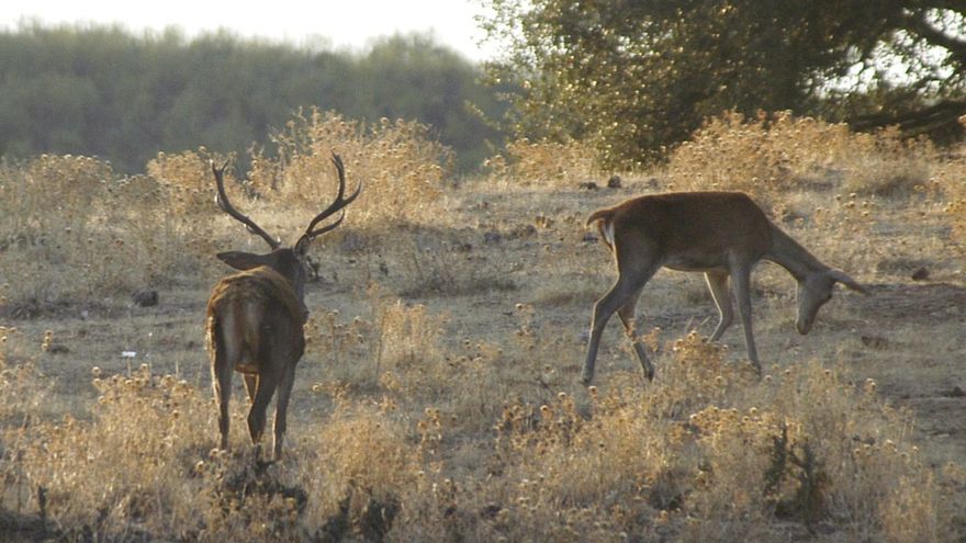 El plan de gestión de Monfragüe da luz verde a la caza con perros en las fincas públicas y podría extenderse a las privadas