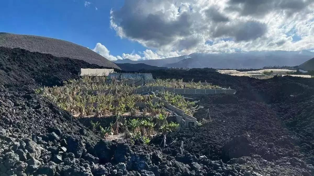 Nieves Lady Barreto: “Ya hemos firmado 53,1 millones en fincas para 400 personas afectadas por el volcán”